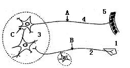 神经细胞间的兴奋传递有阻断作用"的是反射弧蟾蜍坐骨神经反射弧图解