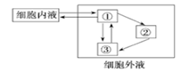 50   图为人体细胞内液与细胞外液进行物质交换过程的示意图,有关叙述