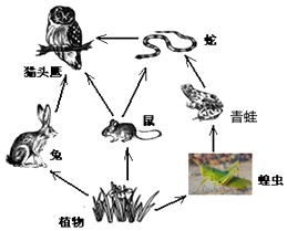 图是某草原生态系统的食物网简图,据图回答