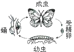 针对菜粉蝶的生活史,选择消灭菜粉蝶的最佳时期是()a.受精卵b.幼虫c.