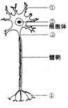 右图为神经元结构模式图,请据图回答:共7分脑和脊髓的