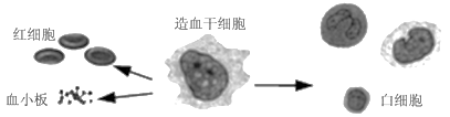 如图所示,健康人骨髓中的造血干细胞能够产生形态,结构和生理功能不同