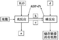 如图为光反应,暗反应联系示意图,据图回答下列问题