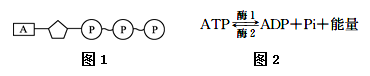 高中生物综合库 分子与细胞 细胞的代谢 酶与atp atp在能量代谢中的