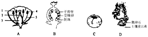 如图甲乙是两朵桃花的结构模式图,图丙是桃的果实结构示意图,请分析