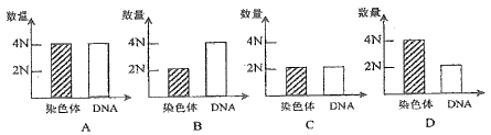 细胞分裂条形图有丝分裂减数分裂条形图有丝分裂条形图动物细胞有丝