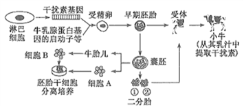 下图为经过体外受精和胚胎分割移植培育优质奶牛的过程,请回答下列