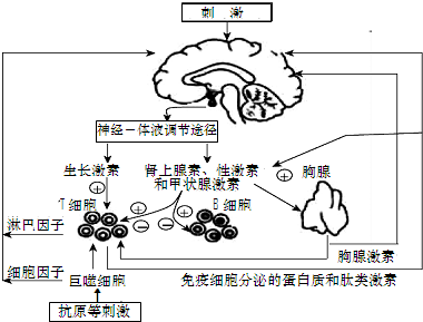 下图表示下丘脑,垂体和甲状腺之间的关系及弥漫性毒性甲状腺肿的发病