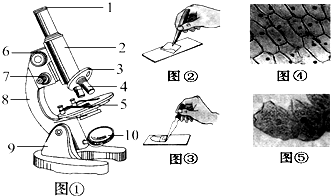 中学生物学实验的常用工具 光学显微镜的结构和各部分的功能(1)能够