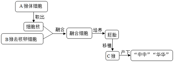 下图是克隆猴的流程示意图,下列有关克隆的说法错