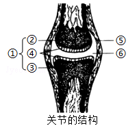 动物的运动和行为 动物的运动 脊椎动物运动系统的组成 关节的结构与