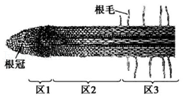 图是洋葱根尖结构模式图,关于图示的相关叙述不正确的