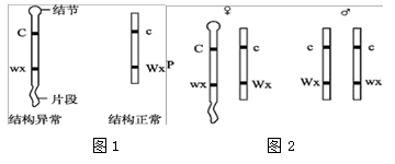 下列有关玉米染色体特殊性的说法,正确的是