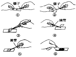 制作洋葱鳞片叶表皮细胞临时装片过程的正确顺序是( )