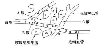 如图是胰腺组织局部结构模式图,请据图回答有关问题