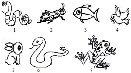 蛇属于无脊椎动物吗 image001.jpg