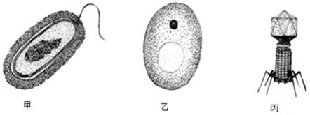 42   如图为三种微生物的结构示意图,请据图回答