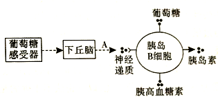 下图是下丘脑,垂体,甲状腺之间的关系及弥漫性毒性甲状腺肿的发病