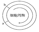 如图表示细胞周期,下列叙述不正确的是