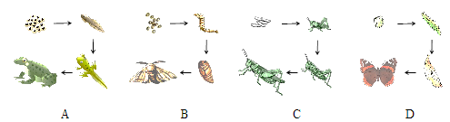 两栖动物的生殖和发育【推荐1】下列动物的发育过程中,幼体与成体