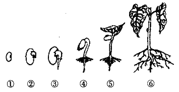 (注:丙钟罩内的氢氧化钠溶液能幼苗结构图菜豆种子萌发过程示意图
