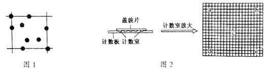 计数室由25个中格,每个中格由血细胞计数板酵母菌计数酵母菌计数图