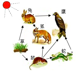 生物和生物圈 了解生物圈 生物与环境组成生态系统 食物链和食物网