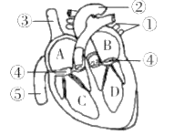 如图是心脏的示意图,下列正确的是