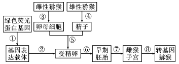 下图是转基因猕猴培育过程示意图,请据图回答