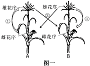 基因控制生物的性状及相关实验  【推荐2】玉米是一种重要的粮食作物