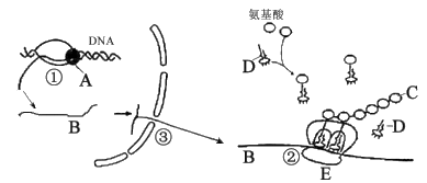 下图为人体某致病基因控制异常蛋白质合成过程示意图.