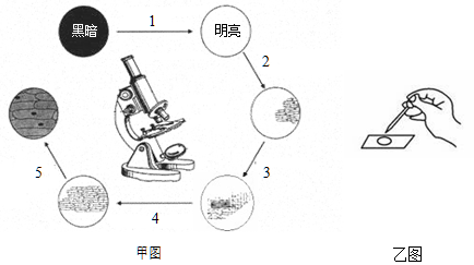 显微镜是科学观察的重要工具。甲图是小馨观察