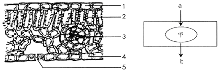 用徒手切片法切取叶片薄片制成临时装片,可观察到如下