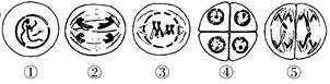 图中编号⑤的图像是显微镜下拍到的二倍体百合(2n=24)的减数分裂