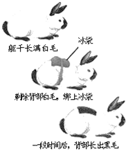 (3)这个实验说明:生物的性状除了受遗传因素的影响