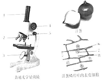 初中生物综合库 生物体的结构层次 细胞是生物体结构和功能的基本单位