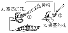 图为人工异花授粉示意图,叙述正确的是