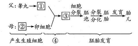 生殖细胞的产生及受精  【推荐1】下图表示人体的受精及胚胎发育过程