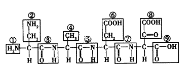 下图是一肽链结构示意图,情分析后回答下列问题.