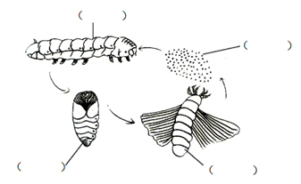 【推荐2】请填出蚕的一生的四个阶段.