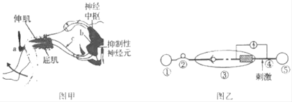 胰液分泌受神经和体液的双重调节,以体液调节为主.