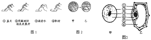 洋葱鳞片叶表皮细胞临时装片"实验的部分操作步骤(1)实验操作过程①