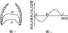 图二表示某人在一次平静呼吸中肺内气压的变化曲线,图三表示