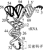 如图为翻译过程中搬运原料的工具trna,其反密码子的读取方向为"3'端一