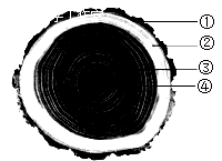 如图是木本植物茎的横切面示意图,请回答下列问题