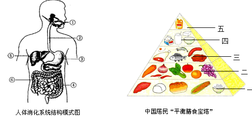 下面图甲是人体心脏结构模式图,图乙是膈肌的舒缩与呼吸运动的关系