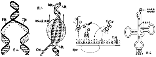 如图为dna分子(片段)平面结构模式图.请回答下列问题