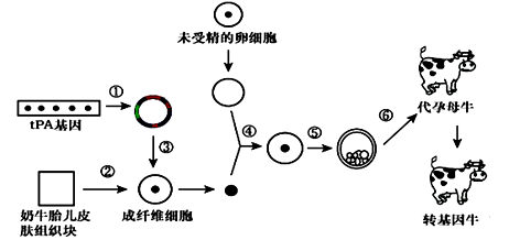 什么是动物细胞融合技术 image001.png