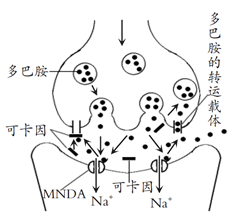 的结构;研究表明,毒品可卡因能干扰多巴胺的转运并导致体内t细胞数目