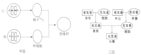 如图是人能否卷舌的遗传示意图,人能卷舌是由显性基因(b)控制,不能